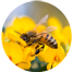 Apicultura